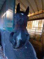 Profile picture Daniela Stutz